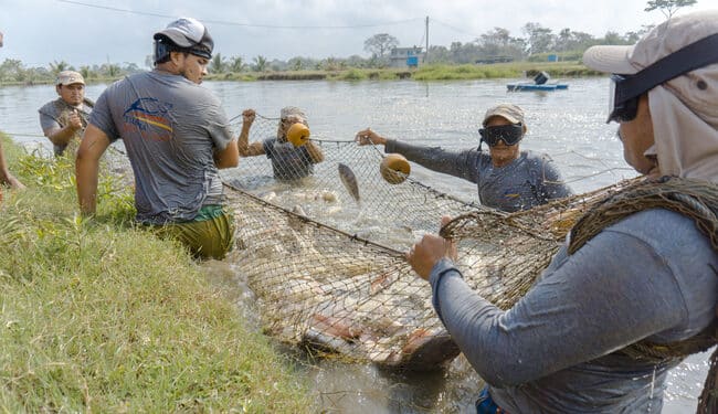 Conapesca impulsa la acuacultura de pequeña escala y beneficia a más de 12 mil familias en 2025