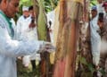 Incrementa AGRICULTURA acciones para prevenir el ingreso de enfermedad del plátano