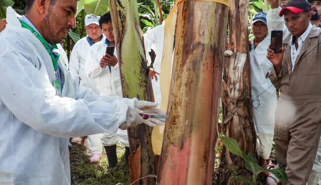 Incrementa AGRICULTURA acciones para prevenir el ingreso de enfermedad del plátano