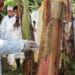 Incrementa AGRICULTURA acciones para prevenir el ingreso de enfermedad del plátano