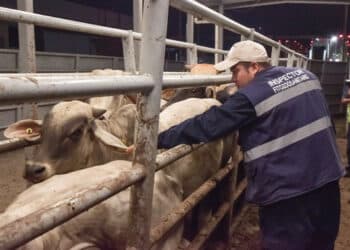 Respalda la Confederación Nacional de Organizaciones Ganaderas acciones de AGRICULTURA contra el gusano barrenador del ganado