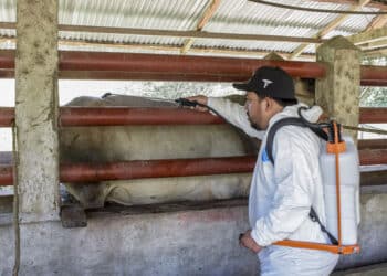 Reporta AGRICULTURA reducción del 57% en casos activos de Gusano Barrenador del Ganado