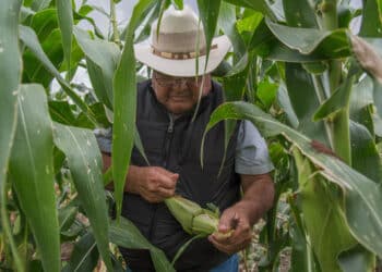 AGRICULTURA: Avanza con éxito el programa de incentivos al arroz, maíz y trigo a nivel nacional