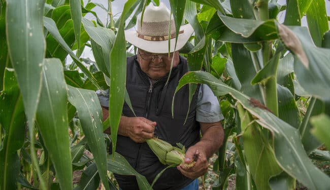AGRICULTURA: Avanza con éxito el programa de incentivos al arroz, maíz y trigo a nivel nacional