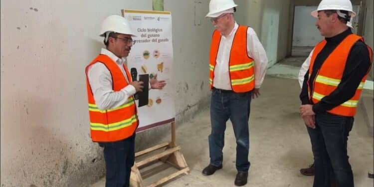 Avanza en Chiapas la primera cepa mexicana de mosca estéril del gusano barrenador del ganado