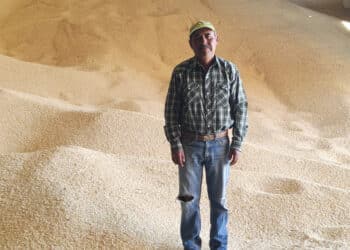 Llama AGRICULTURA a productoras y productores a recibir el incentivo al maíz blanco en seis estados