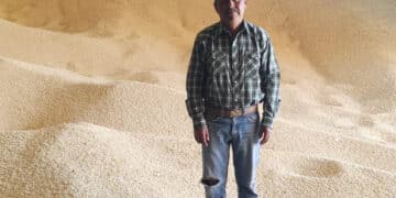 Llama AGRICULTURA a productoras y productores a recibir el incentivo al maíz blanco en seis estados