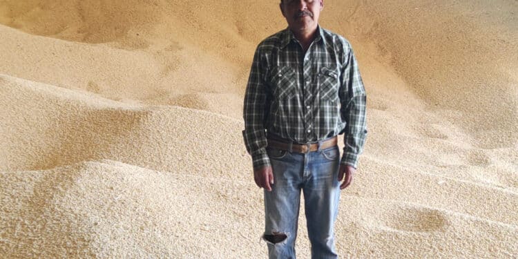 Llama AGRICULTURA a productoras y productores a recibir el incentivo al maíz blanco en seis estados