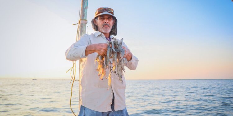 A partir del 3 de marzo inicia veda del camarón en el Pacífico: Sinaloa reporta casi 8 mil toneladas