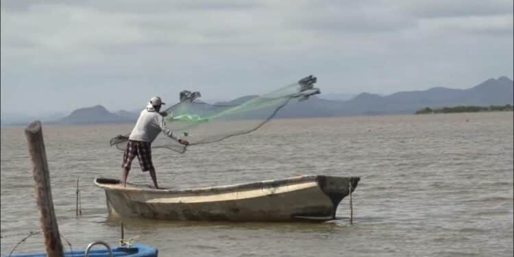 Establece Conapesca veda de camarón en el Alto Golfo de California
