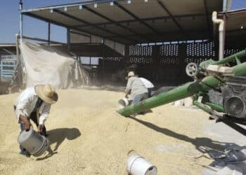 Agiliza AGRICULTURA cerca de 26 mil pagos a productoras y productores de maíz blanco