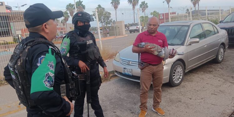 Rescata Policía Ecológica Estatal cocodrilo y lo entrega a PROFEPA en Acapulco