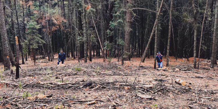 PROFEPA asegura madera por aprovechamiento ilegal en Calpulalpan