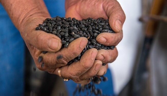 Gobierno de México proyecta inversión histórica de 17 mil 266 mdp para el campo agrícola de Zacatecas
