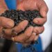 Gobierno de México proyecta inversión histórica de 17 mil 266 mdp para el campo agrícola de Zacatecas