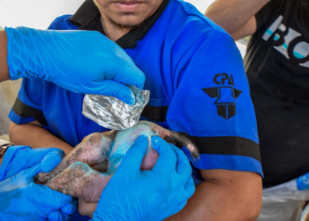 Fortalece Agricultura acciones para prevenir y tratar casos de gusano barrenador en Ciudad de México
