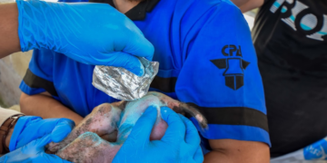 Fortalece Agricultura acciones para prevenir y tratar casos de gusano barrenador en Ciudad de México