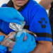Fortalece Agricultura acciones para prevenir y tratar casos de gusano barrenador en Ciudad de México