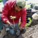 Con la producción de 300 mil plantas fortalecen las acciones de reforestación en Guerrero