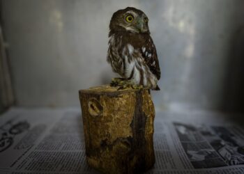 Rescata Zoochilpan mochuelo lesionado en Chilpancingo y fortalece acciones de protección a la fauna silvestre