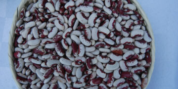 INIFAP fortalece la producción nacional de frijol con variedades mejoradas