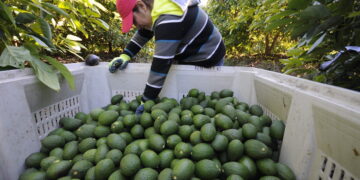 Exportación de aguacate mexicano a EUA se incrementa 35% en el primer cuatrimestre de 2026