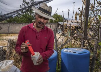 Más de 170 mil productores se capacitan en las Escuelas de Campo de AGRICULTURA