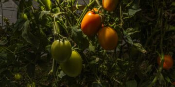 Gobierno de México destina más de 248 mdp en créditos para la producción de jitomate