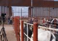 El gobernador Durazo y la presidenta Claudia Sheinbaum refuerzan acciones ante reapertura de la frontera; dispersan 7 millones de moscas estériles contra el gusano barrenador