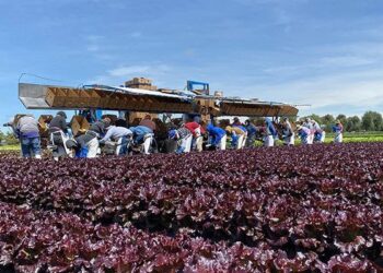 Guanajuato fortalece su liderazgo nacional en producción de lechuga