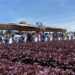 Guanajuato fortalece su liderazgo nacional en producción de lechuga